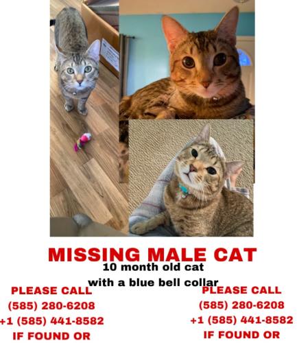 Lost Male Cat last seen Near , Rochester, NY 14608