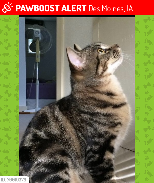 Lost Male Cat last seen 8th and Madison , Des Moines, IA 50313