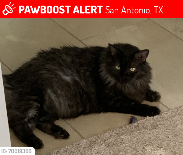 Lost Male Cat last seen Derussy Rd and Sladen Hills, San Antonio, TX 78253