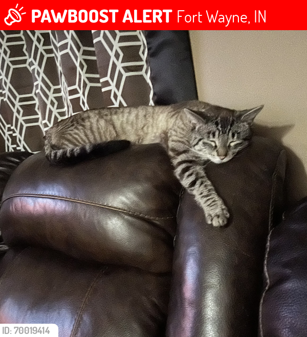 Lost Male Cat last seen Pontiac, Fort Wayne, IN 46806