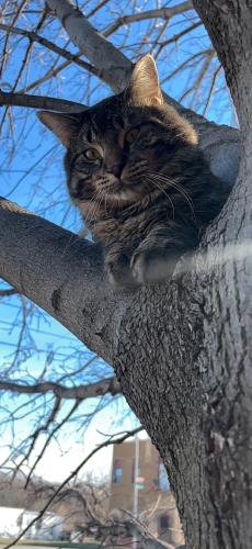 Lost Male Cat last seen San Rocco , Chicago Heights, IL 60411