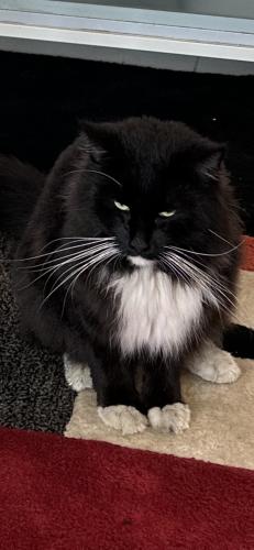 Lost Male Cat last seen Middle park state school , Middle Park, QLD 4074