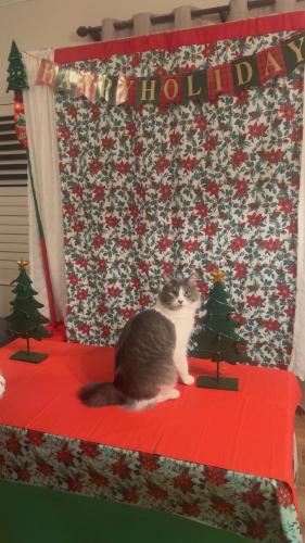 Lost Male Cat last seen N valley St and W Taylor ave , Visalia, CA 93291