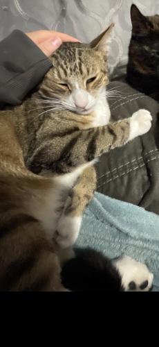 Lost Male Cat last seen Armacost Ave cross st Pearl , Los Angeles, CA 90064