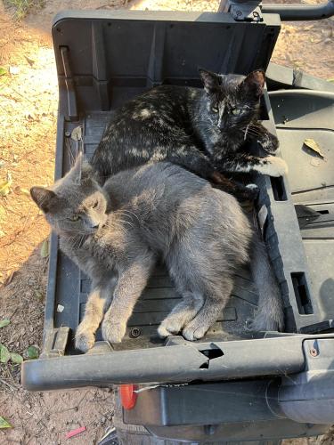 Lost Female Cat last seen South Ola rd , Locust Grove, GA 30248