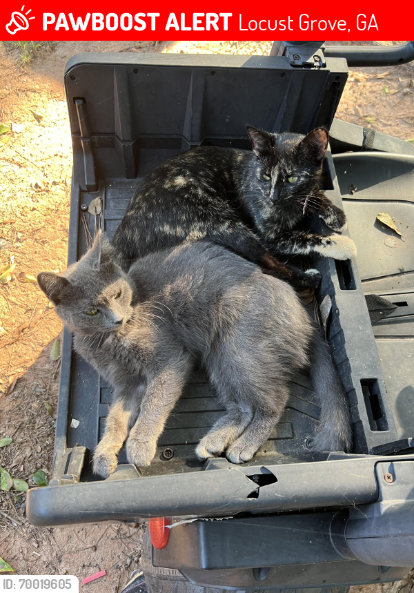 Lost Female Cat last seen South Ola rd , Locust Grove, GA 30248
