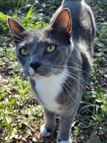 Lost Female Cat last seen Near Rowan st Tavares 32778, Tavares, FL 32778