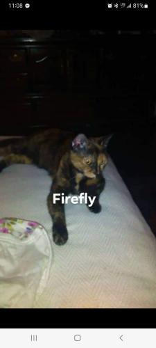 Lost Female Cat last seen Main street cairo ny and 21 mt ave, Cairo, NY 12413