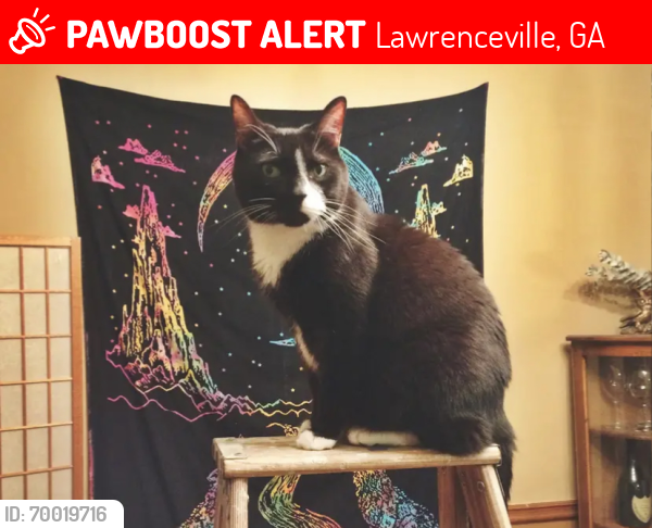 Lost Male Cat last seen Steeple Chase Drive & Oxford Hall, Lawrenceville, GA 30044