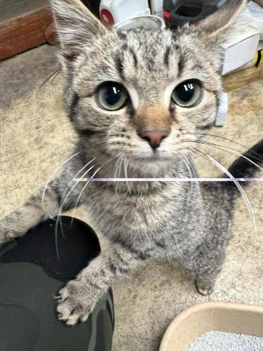 Found/Stray Unknown Cat last seen Rodebaugh Rd. near Lancaster Ave., Rodebaugh Rd, OH 43068