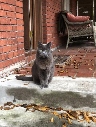 Lost Male Cat last seen Peachtree Hills Ave and Peachtree Road, Atlanta, GA 30305