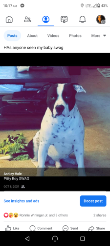 Lost Male Dog last seen HWY 62, Marshall County, KY 42048