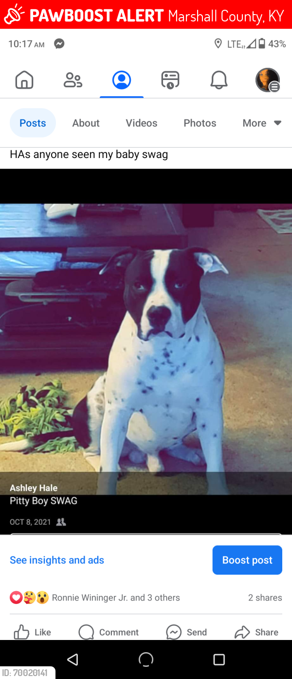 Lost Male Dog last seen HWY 62, Marshall County, KY 42048