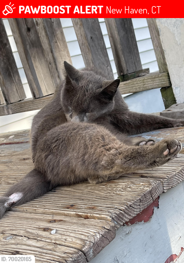 Lost Male Cat last seen Sylvan avenue , New Haven, CT 06519