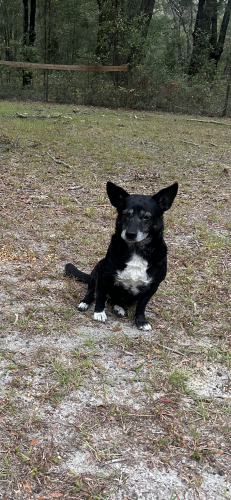 Lost Female Dog last seen SE 80th ave / SE-  SR 26, Newberry, FL 32669
