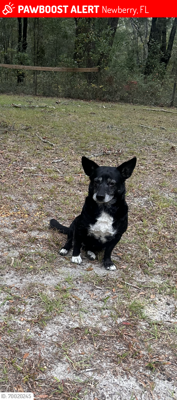 Lost Female Dog last seen SE 80th ave / SE-  SR 26, Newberry, FL 32669