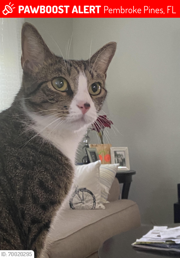 Lost Female Cat last seen 178th and pines Blvd., Pembroke Pines, FL 33029