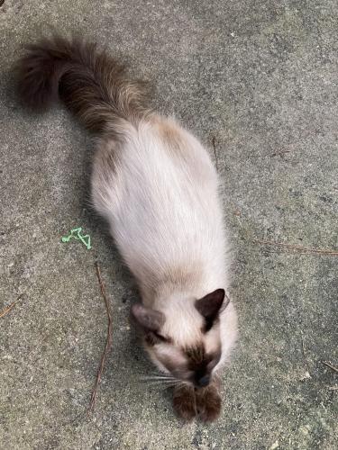 Lost Male Cat last seen Near Oaks Mall and Park Avenue neighborhood , Gainesville, FL 32605