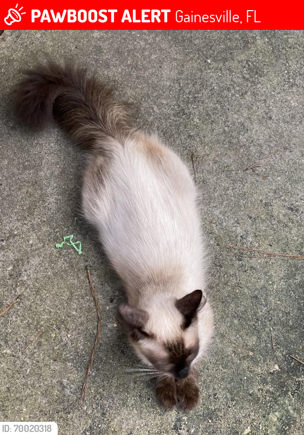 Lost Male Cat last seen Near Oaks Mall and Park Avenue neighborhood , Gainesville, FL 32605