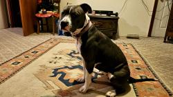 Lost Female Dog last seen Hubbard and P Dr N, Battle Creek, MI 49017