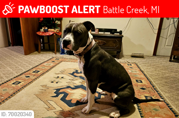 Lost Female Dog last seen Hubbard and P Dr N, Battle Creek, MI 49017