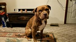 Lost Male Dog last seen Hubbard St and P Dr N, Battle Creek, MI 49017