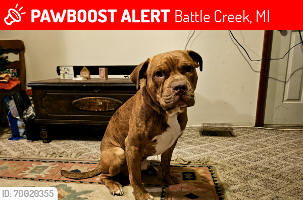 Lost Male Dog last seen Hubbard St and P Dr N, Battle Creek, MI 49017