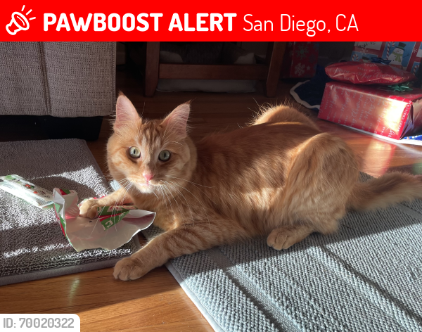 Lost Male Cat last seen Waring Rd, San Diego, CA 92120