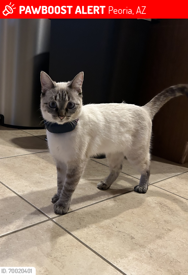 Lost Female Cat last seen Sonoran Mountain PRKWY & 71st Ave, Peoria, AZ 85383