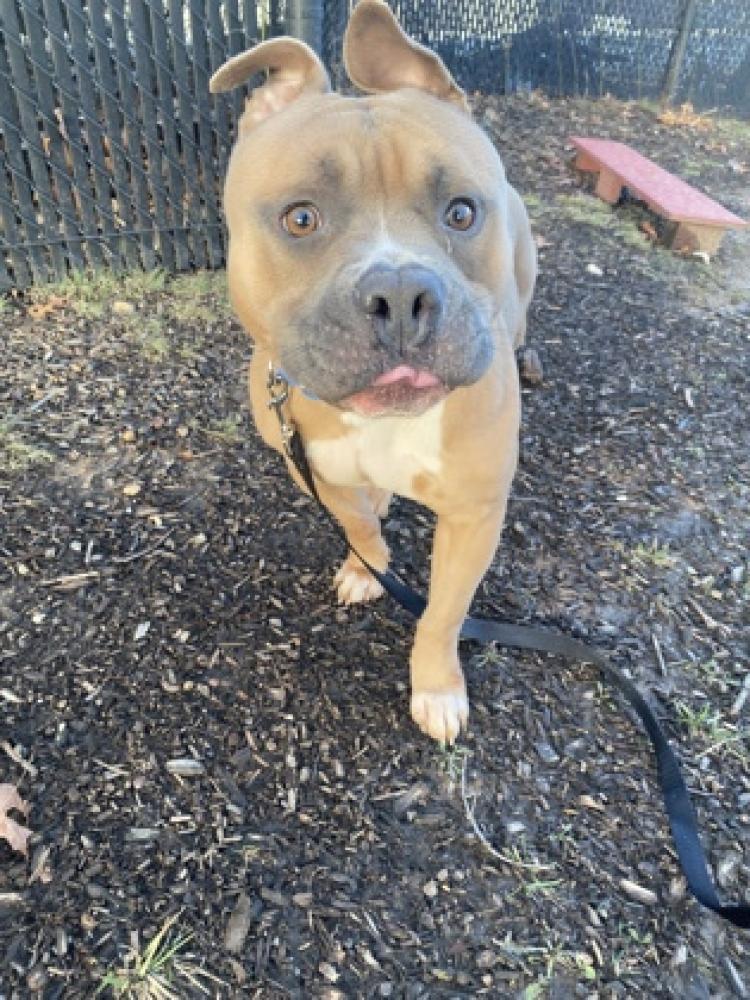 Shelter Stray Male Dog last seen Reston, VA, 20190, Cypress Point Court, Fairfax County, VA, Fairfax, VA 22032