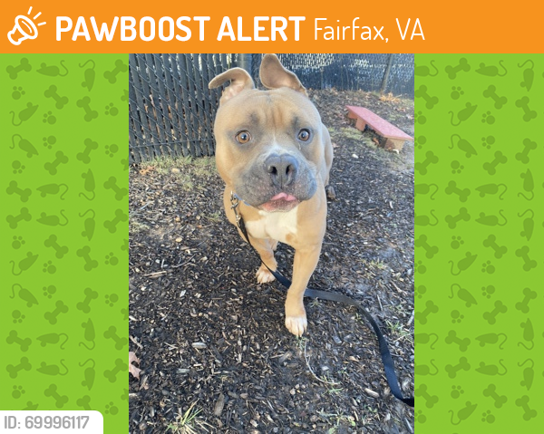 Shelter Stray Male Dog last seen Reston, VA, 20190, Cypress Point Court, Fairfax County, VA, Fairfax, VA 22032