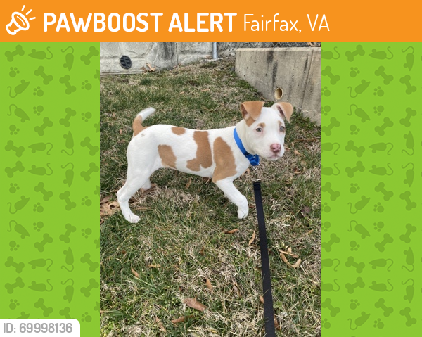 Shelter Stray Female Dog last seen Herndon, VA, 20171, 2320 Dulles Station Blvd, Fairfax County, VA, Fairfax, VA 22032