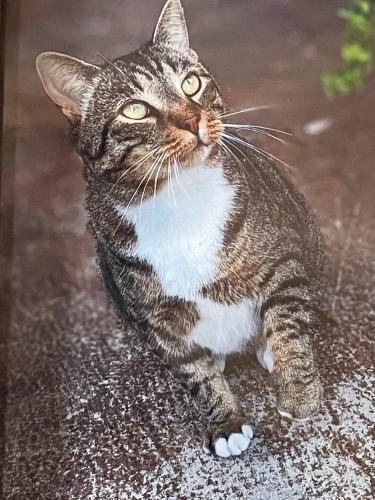 Lost Male Cat last seen Lucerne Court, Verdmont Subdivision, Martele Court, Hipps Road, Simpsonville, SC 29680