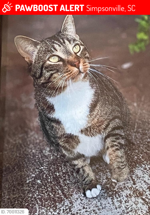 Lost Male Cat last seen Lucerne Court, Verdmont Subdivision, Martele Court, Hipps Road, Simpsonville, SC 29680
