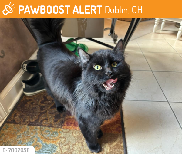 Found/Stray Unknown Cat last seen Amber Lane , Dublin, OH 43016