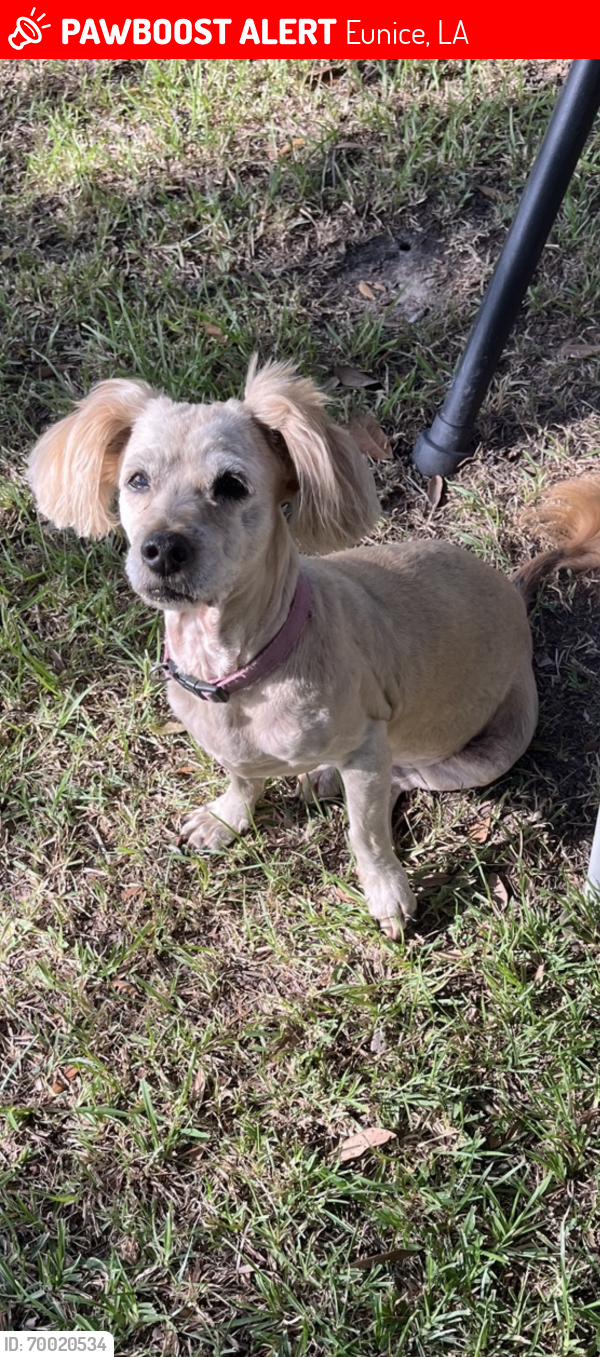 Lost Female Dog last seen 8th street, Eunice, LA 70535