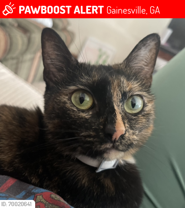Lost Female Cat last seen Webb Girth Rd, Gainesville, GA 30507