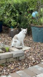 Lost Male Cat last seen Waters Edge, Land O' Lakes, FL 34637
