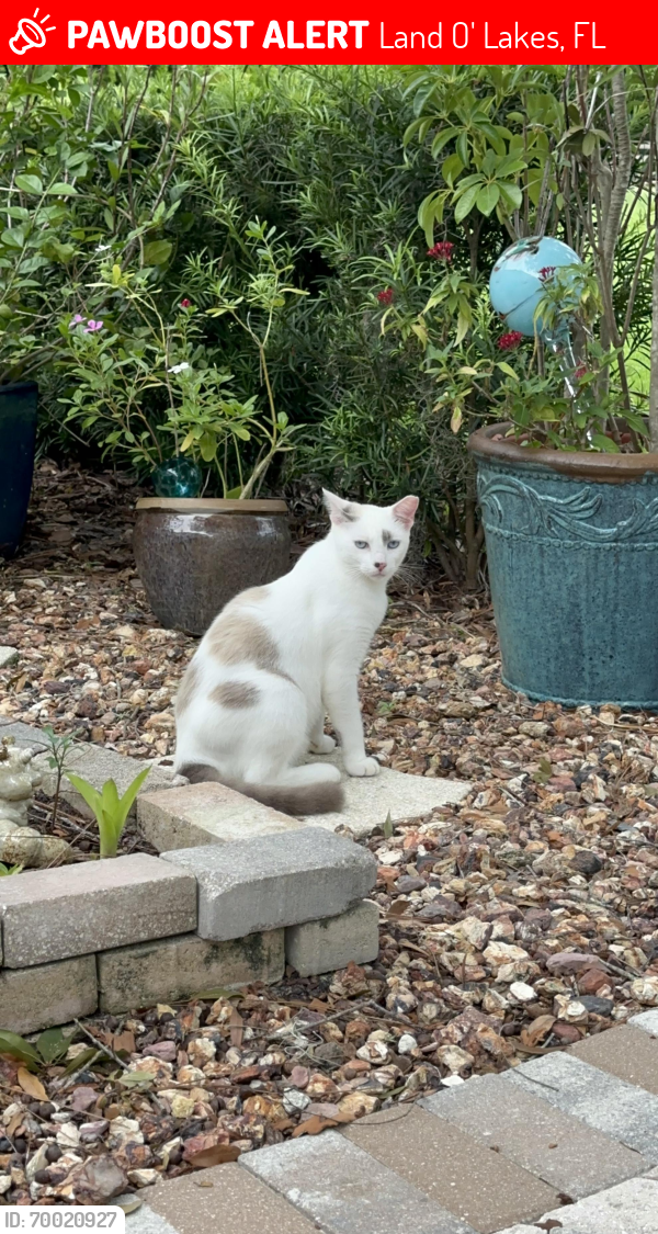 Lost Male Cat last seen Waters Edge, Land O' Lakes, FL 34637