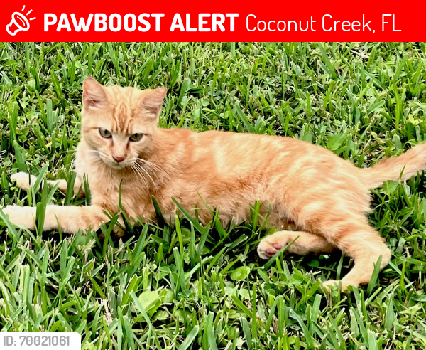 Lost Female Cat last seen Near nw 67th place , Coconut Creek, FL 33073