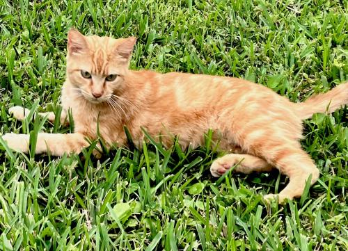 Lost Female Cat last seen Near nw 67th place , Coconut Creek, FL 33073
