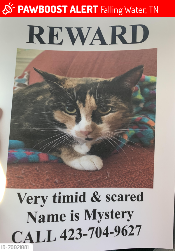 Lost Female Cat last seen Roberts Mill/Levi Rd., Falling Water, TN 37343