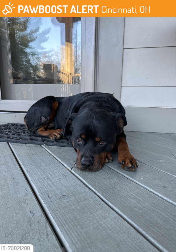 Cincinnati, OH Stray Male Dog Found Near Loveland Madiera rd | PawBoost