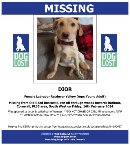 Lost Female Dog last seen forrabury church, Cornwall, England PL35 0HD