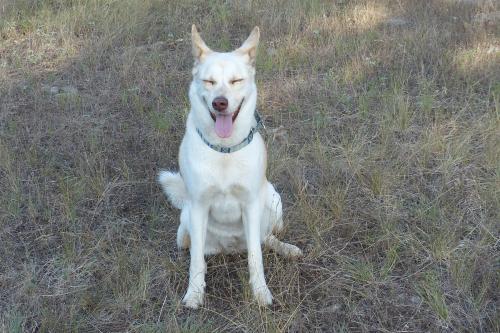 Lost Female Dog last seen Cascade Trail, Hays County, TX 78666