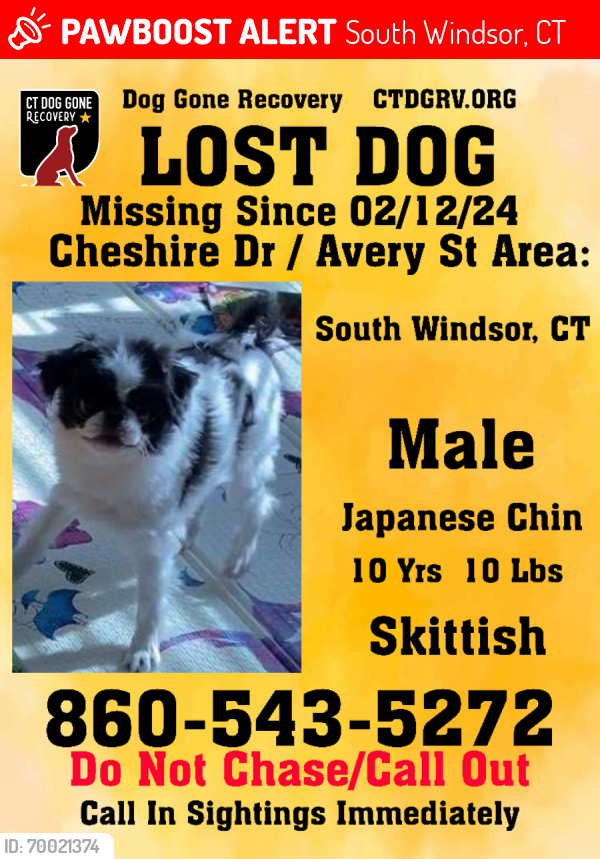 Lost Male Dog last seen Avery Street/Dart Hill Road, South Windsor, CT 06074