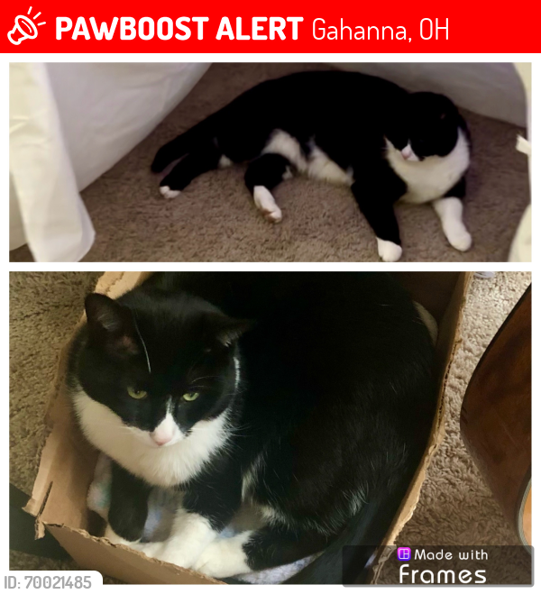 Lost Male Cat last seen Academy Park area, Gahanna, OH 43230