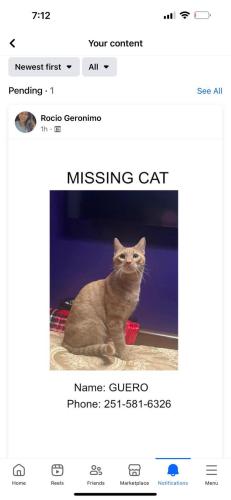 Lost Male Cat last seen Robertsdale al, Robertsdale, AL 36567