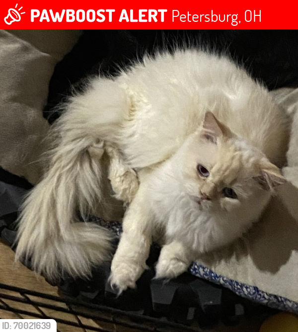 Lost Male Cat last seen Gorbys , Petersburg, OH 44454