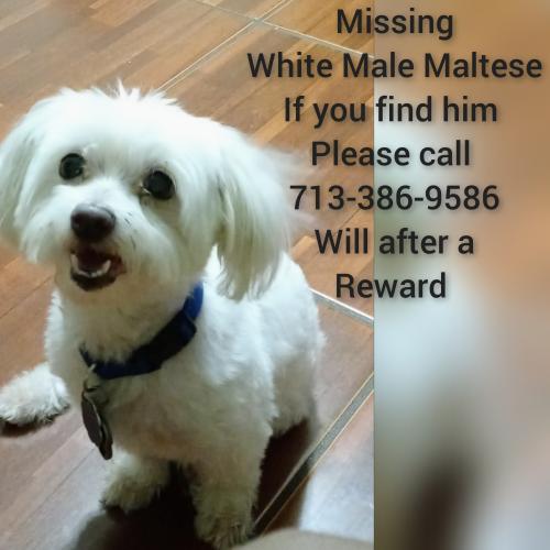 Lost Male Dog last seen Johnson , Lafayette, LA 70506